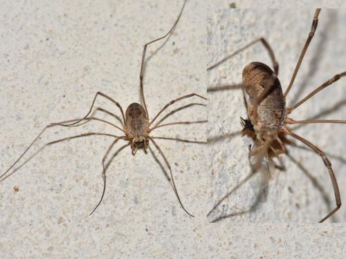 Phalangium opilio